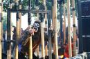 zoo legende roi singe 029 * 4368 x 2912 * (5.06MB)